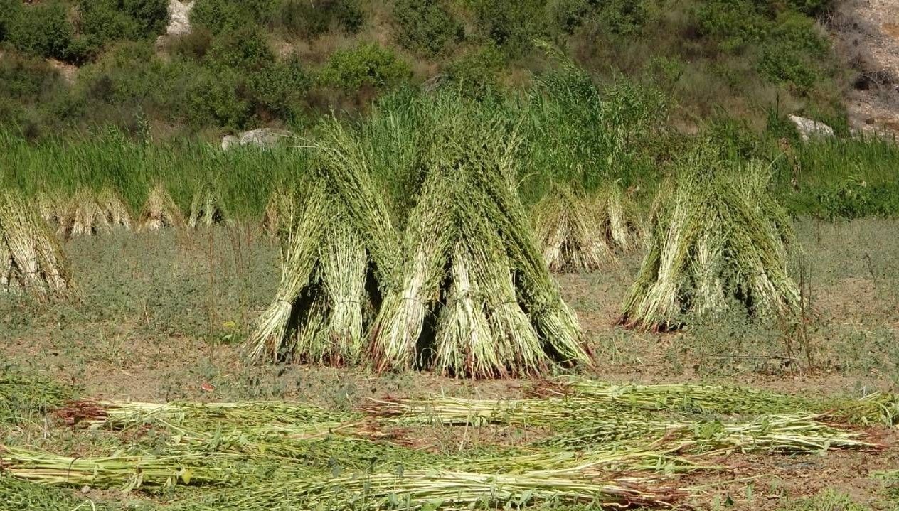altin susamda hasat basladi yngPkmUe