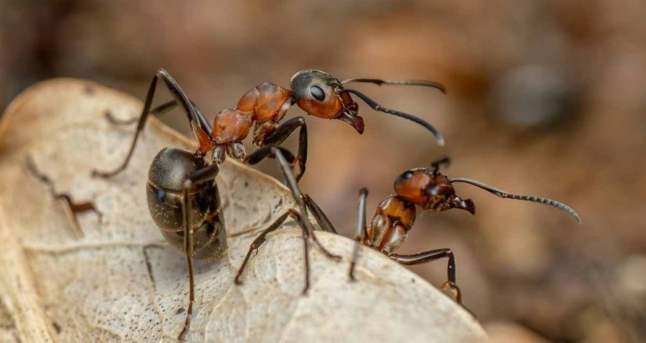 karincalarin guclerini 2 katina cikarmak icin kullandiklari sasirtici takim calismasi hilesi kuvvet mandali ht9xXOIK