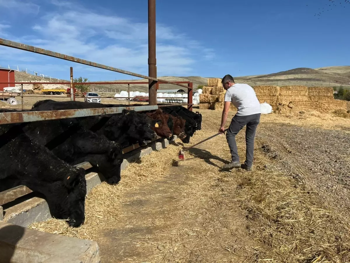 kirsalda bereket projesi 60 bin buyukbas dagitildi 9yMv5Tpj.jpg