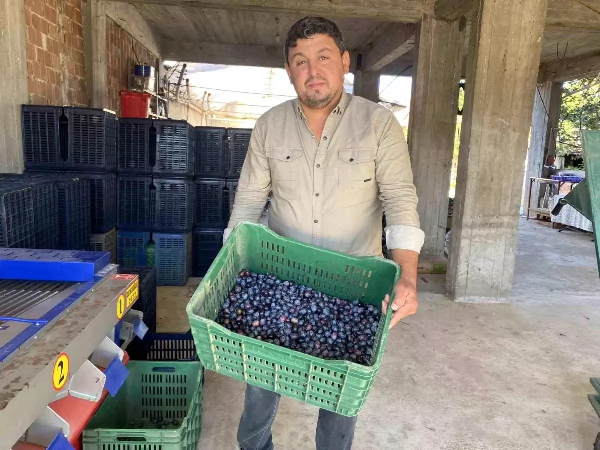 manisada 2025 zeytin hasadi basladi kalite ve fiyatlar ureticiyi sevindiriyor SXnhY8HV.jpg