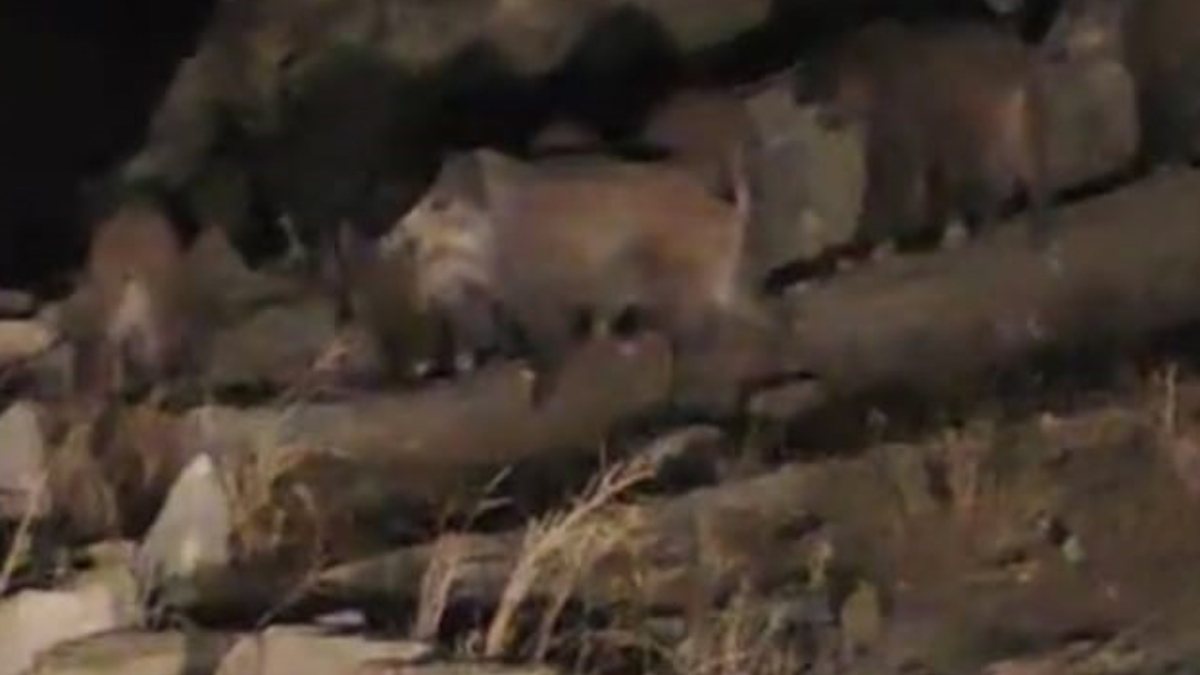 vanda domuz surusu kirsal mahalleye indi 64iehPZf.jpg